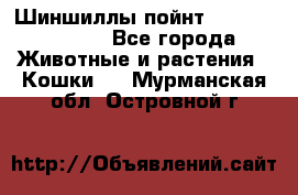 Шиншиллы пойнт ns1133,ny1133. - Все города Животные и растения » Кошки   . Мурманская обл.,Островной г.